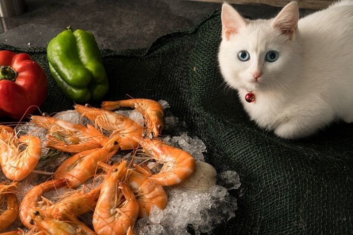 Can Cats Eat Shrimp