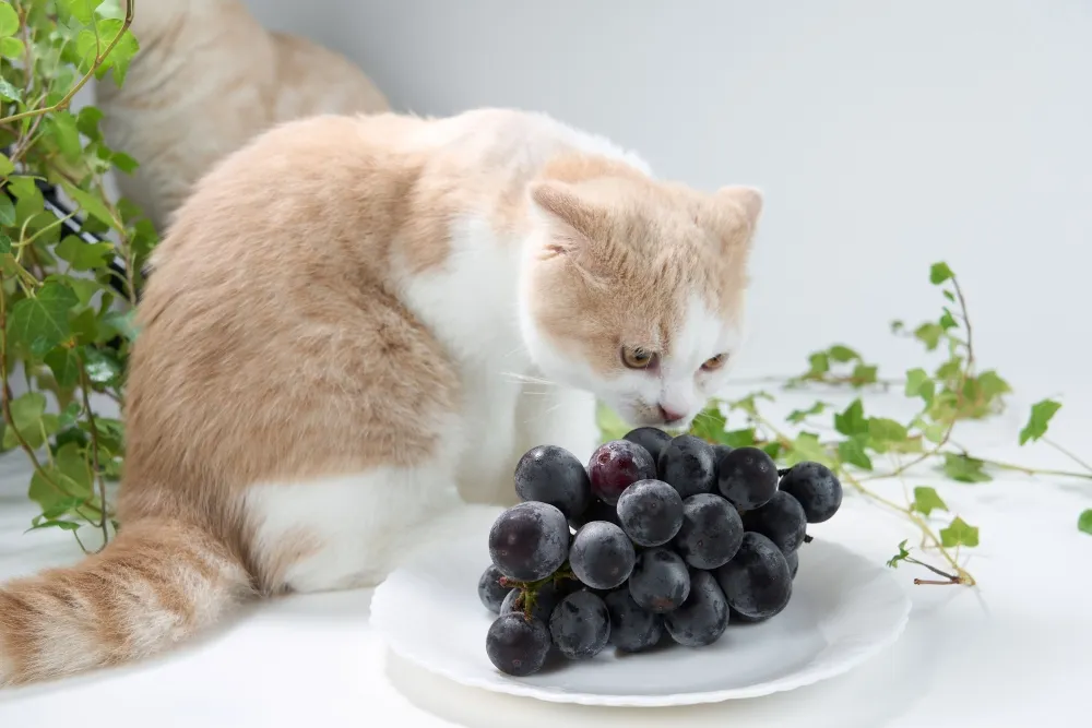 Can Cats Eat Grapes