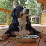 How Long Can a Dog Go Without Eating?