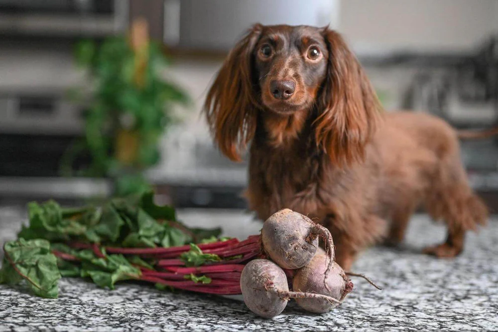 Can Dogs Eat Beets