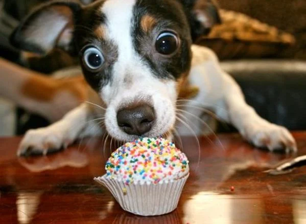 Can Dogs Eat White Chocolate