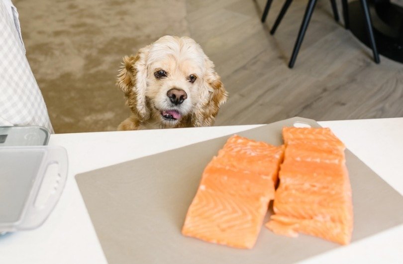 Can Dogs Eat Salmon Skin