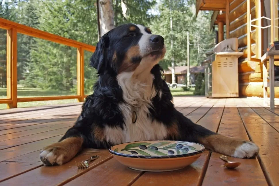 How Long Can a Dog Go Without Eating?