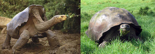 Galapagos Giant Tortoises Have to Differentiate