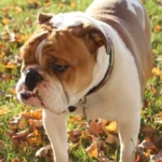English Bulldog Life Expectancy & Health Tips