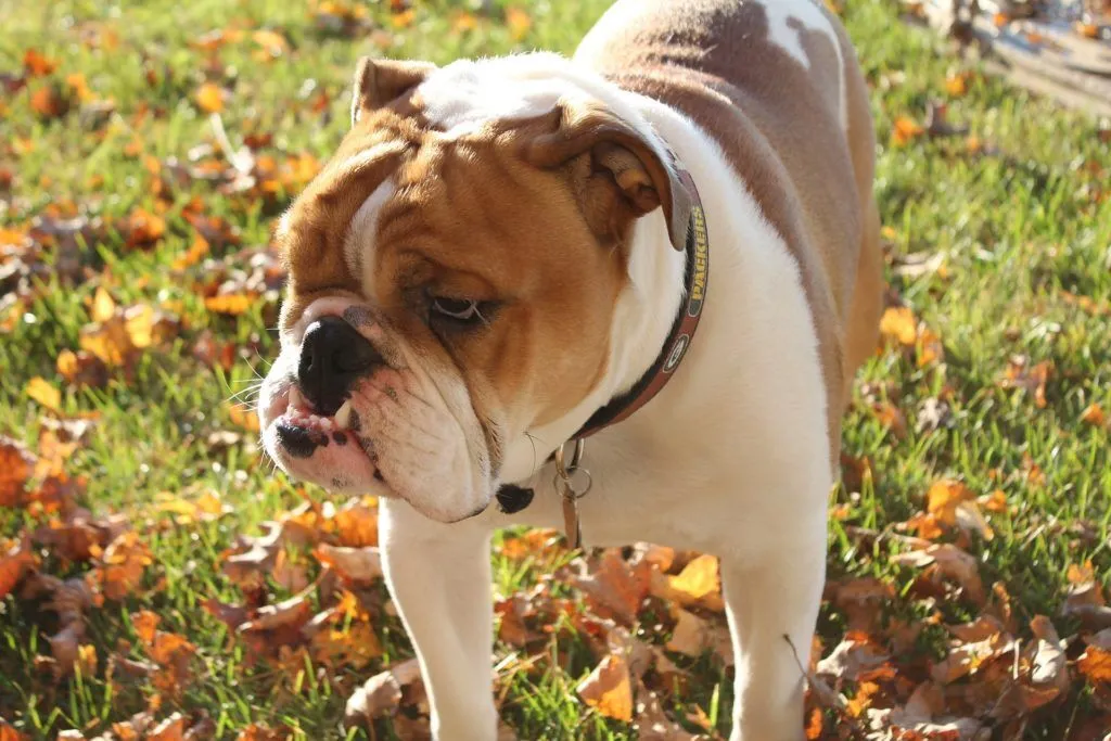 English Bulldog Life Expectancy