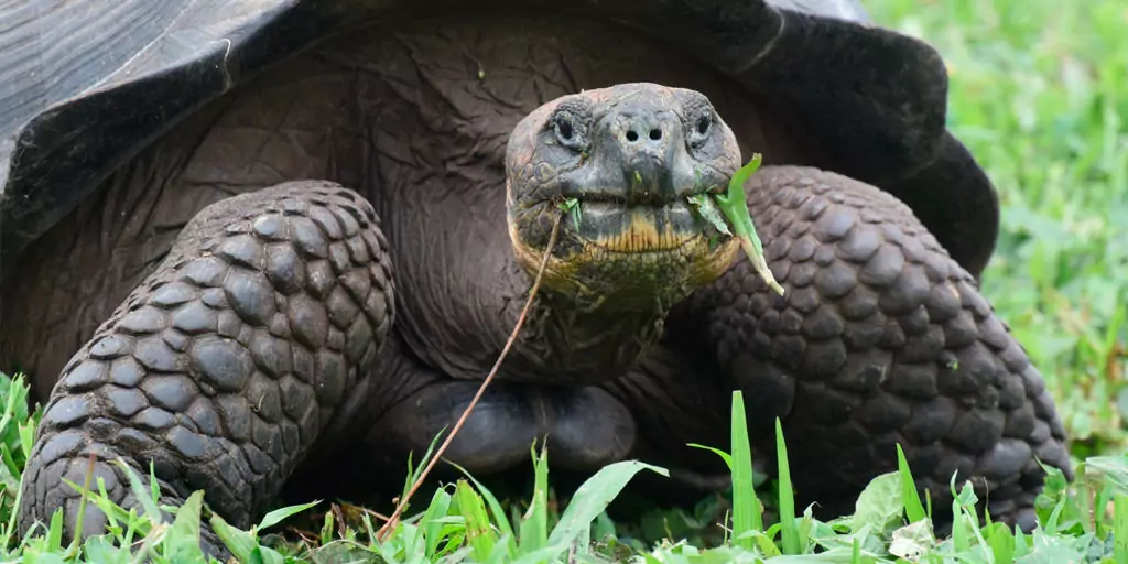 Tortoise Live on Galapagos Islands