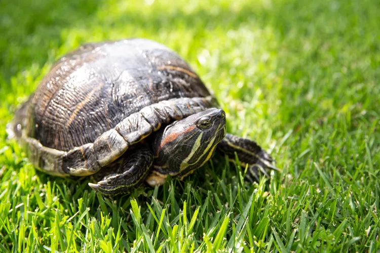 How Long Do Turtles Live