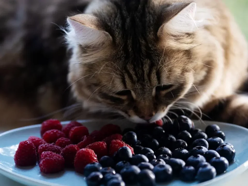 Can Cats Eat Raspberries