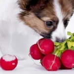Can Dogs Eat Radishes? Health Risks Explained