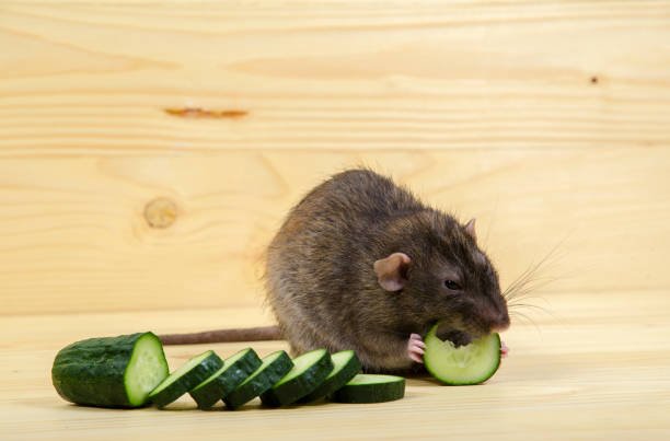 Rats and Their Dietary Habits