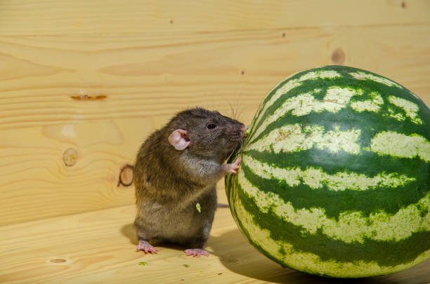 Can Rats Eat Watermelon