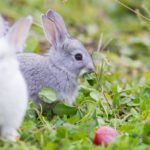 Can Rabbits Eat Blueberries? Safe Treat?