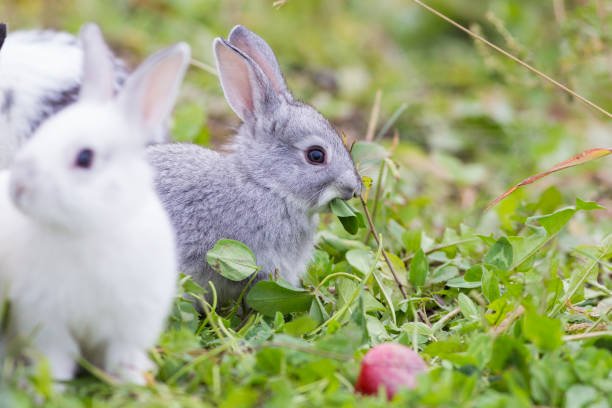 Rabbits Eat Blueberries