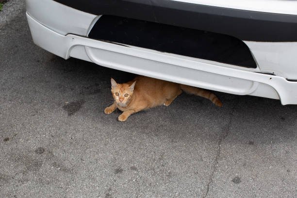 Cats Off Your Car