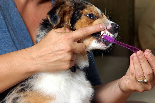 Care for Your Dog’s Teeth,