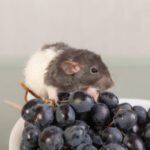 Can Rats Eat Blueberries? Nutritional Benefits