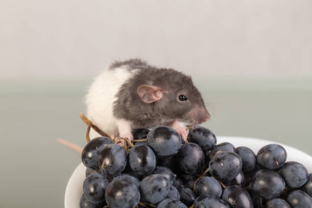 Can Rats Eat Blueberries