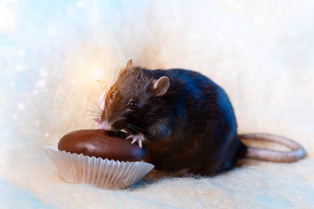 Can Rats Eat Chocolate