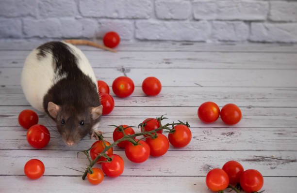 Can Rats Eat Tomatoes