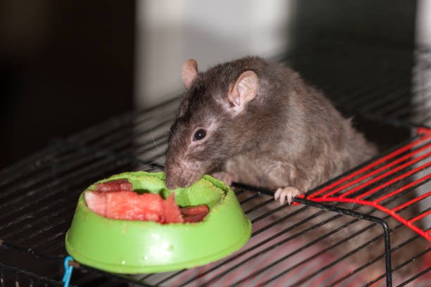 Rats and Their Consuming routine