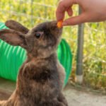 Can Rabbits Eat Celery? Is It Safe?