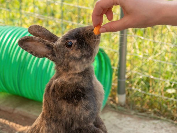 Can Rabbits Eat Celery