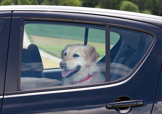 Dog in a Hot Car