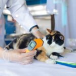 How to Care for a Diabetic Senior Cat at Home Safely