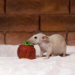Can Rats Eat Strawberries? Safe or Not?
