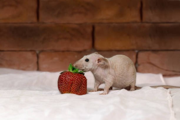 Rats Eat Strawberries