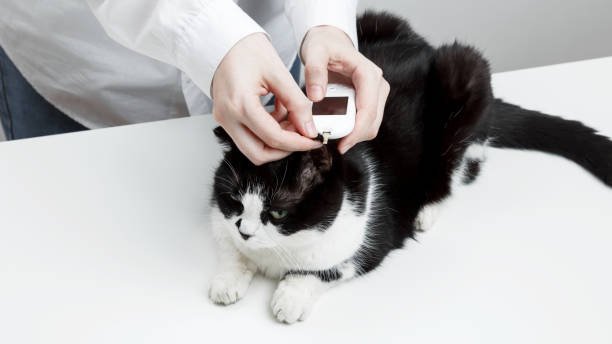Cats Care If You Watch Them