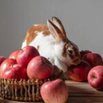 Can Rabbits Eat Apples? Benefits & Risks