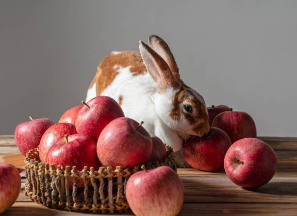 Rabbits Eat Apples