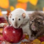 Can Rats Eat Apples? Health Risks & Benefits