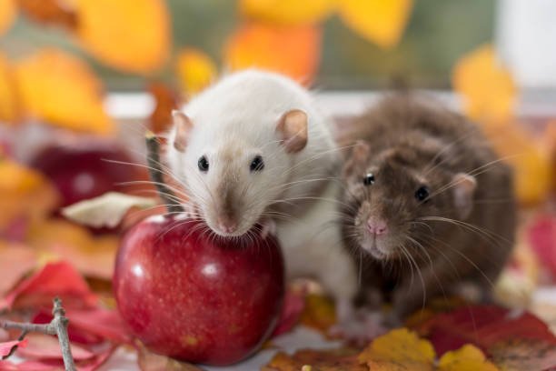 Rats Eat Apples