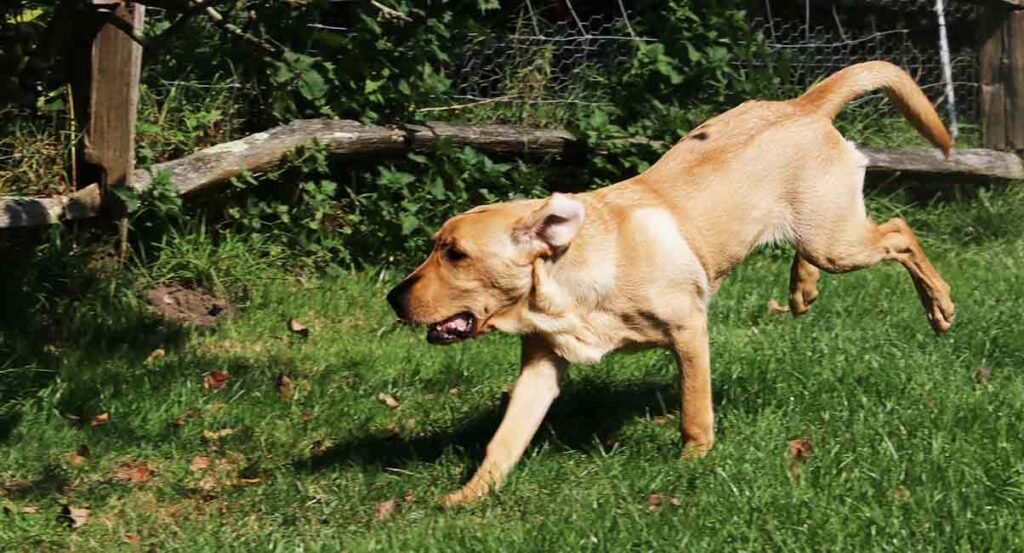 How Long Do Labrador Retrievers Live