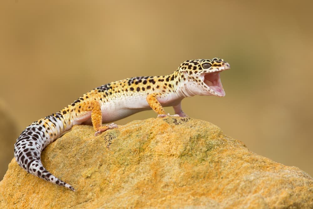How Long Do Leopard Geckos Live