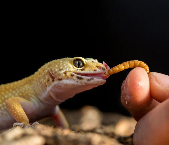 What Do Leopard Geckos Eat