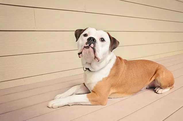 Lifespan of an English Bulldog