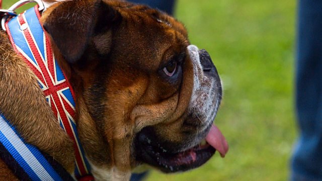 Life Expectancy of a British Bulldog