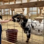 Petting Farm Near Me: Fun for Everyone