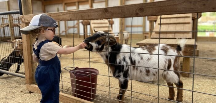 Petting Farm Near Me