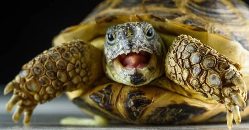 Can Tortoises Throw Up