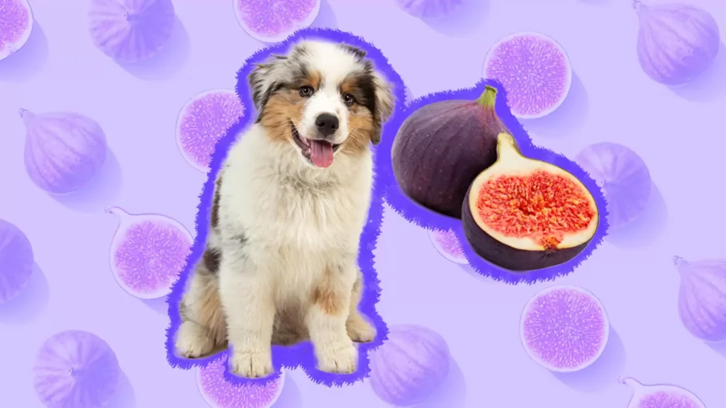 Can Dogs Eat Figs