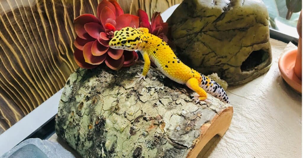 Where Are Leopard Geckos' Habitat