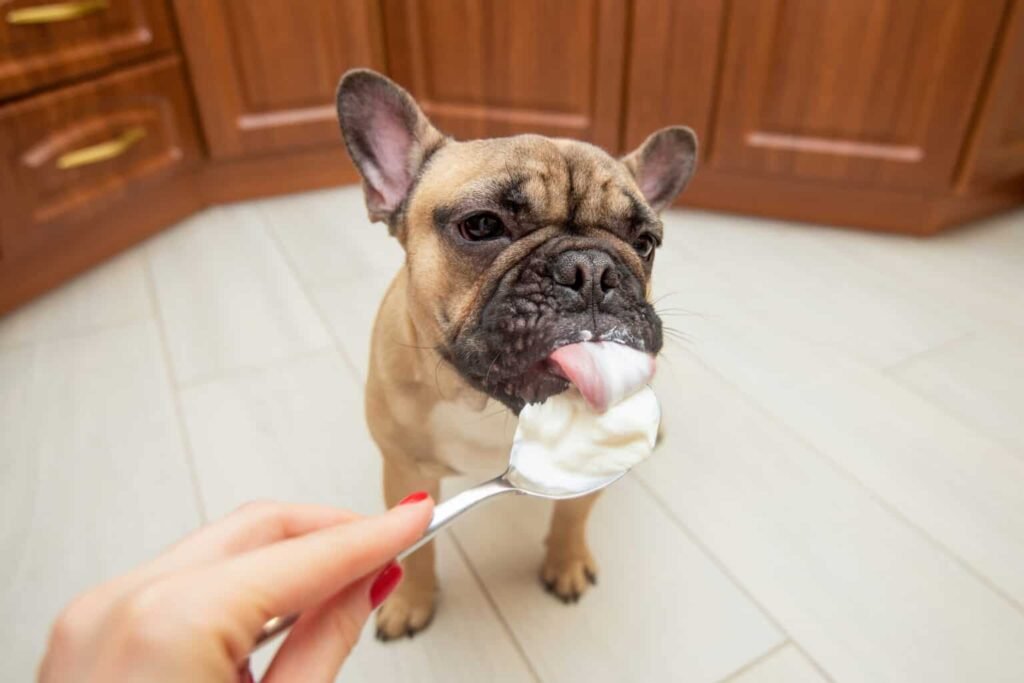 Can Dogs Eat Whipped Cream