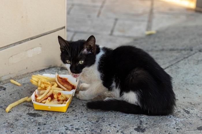 Can Cats Eat Fries