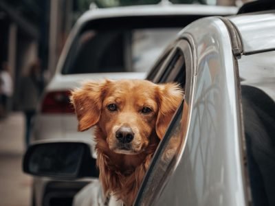 How to Remove Dog Hair from Car