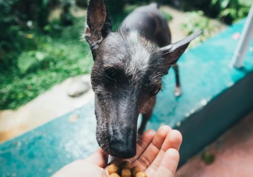 Can food cause anal gland issues in dogs?